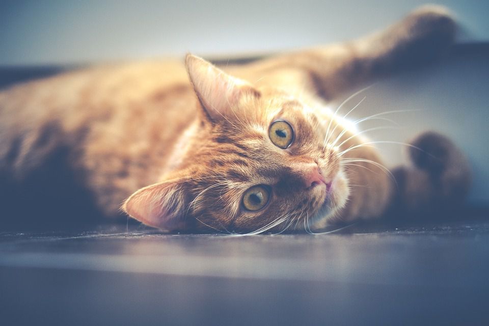 Кішки здатні замінити людям ліки — дослідження. Виявляється, кішки дають людині не тільки естетичну, але і цілком реальну, відчутну користь для здоров'я.