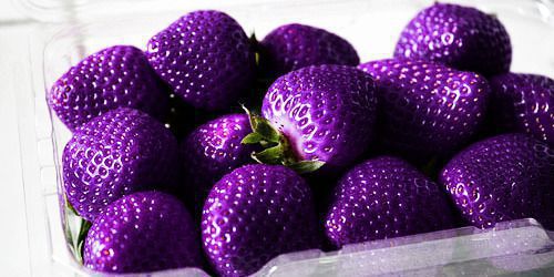 Турецький фермер вирощує фіолетову полуницю. Фермер з Туреччини вирощує фіолетову полуницю.