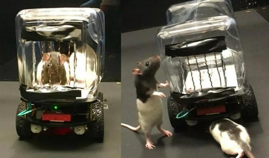 Вчені навчили щурів водити маленькі машини: виявилося, водіння знижує рівень стресу. Їм це сподобалося!