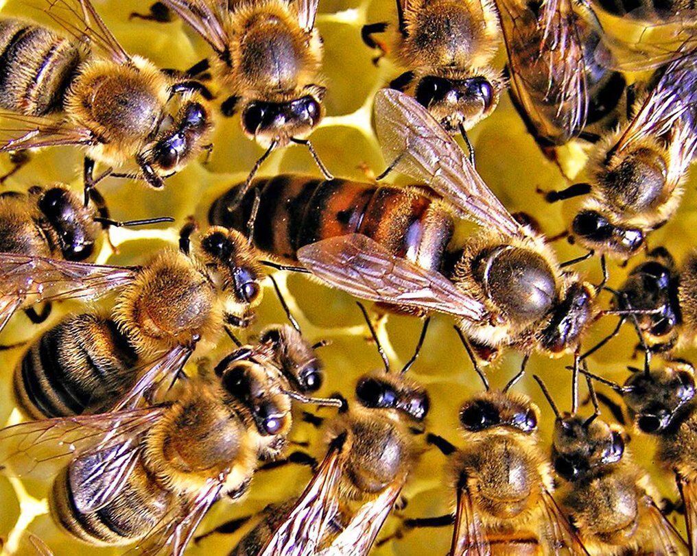 Пчелиная матка видео
