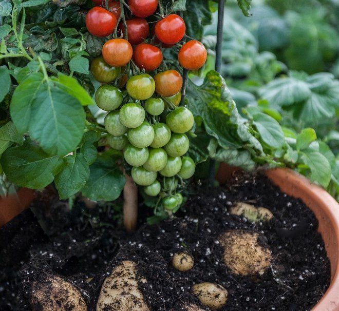 Селекція, яка змінює наше звичне представлення про рослини. Неочікувані гібриди томатів.