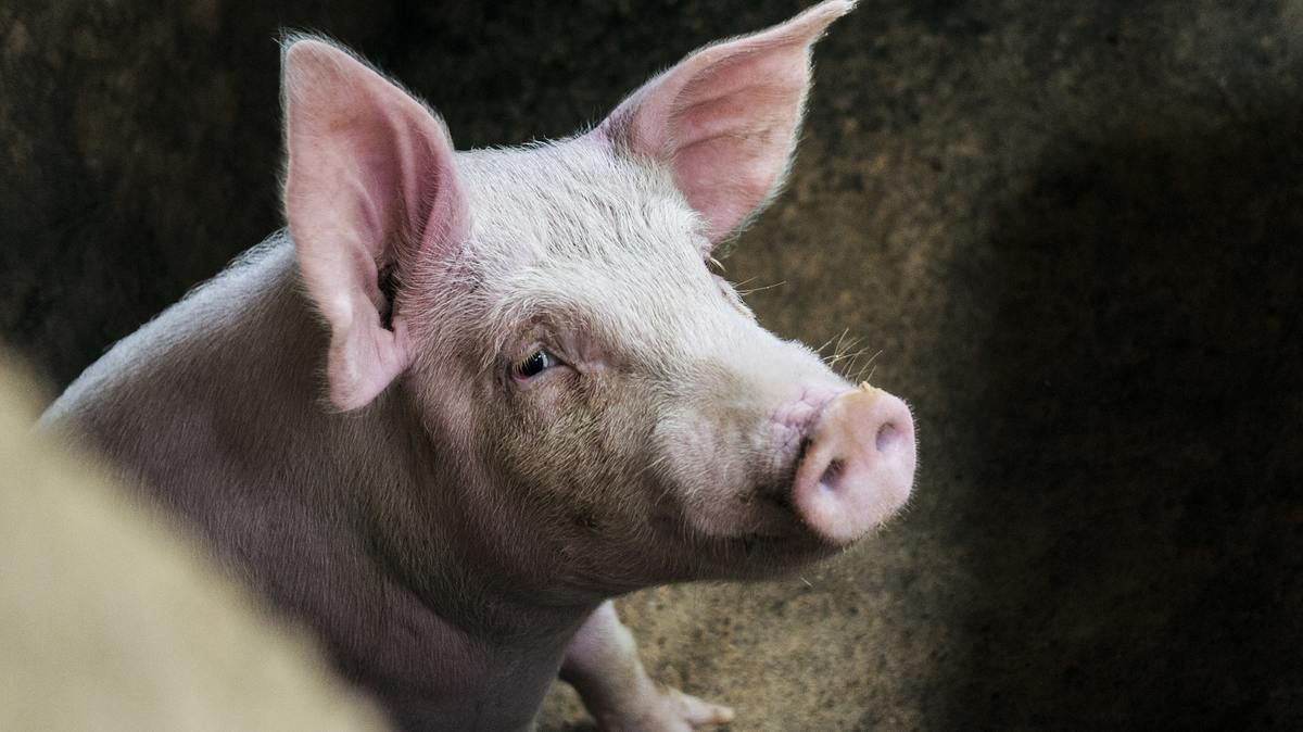 У соцмережах обурені тим, що в Китаї використовують для краш-тестів живих свиней, які згодом гинуть. Живі поросята замість манекенів.