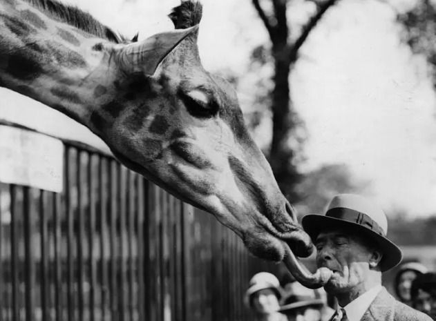 Ретро-інстаграм: навіть 100 років тому люди полюбляли влаштовувати фотосесії для тварин. Смішні фотографії за участю тварин, зняті понад 100 років тому.