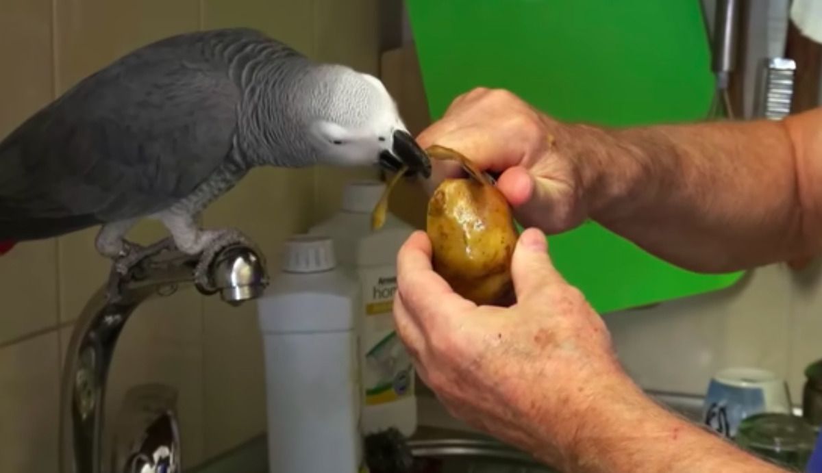 Папуга на прізвисько Кірюша допомагає чистити картоплю, а одночасно й розмовляє. Не засумуєш!
