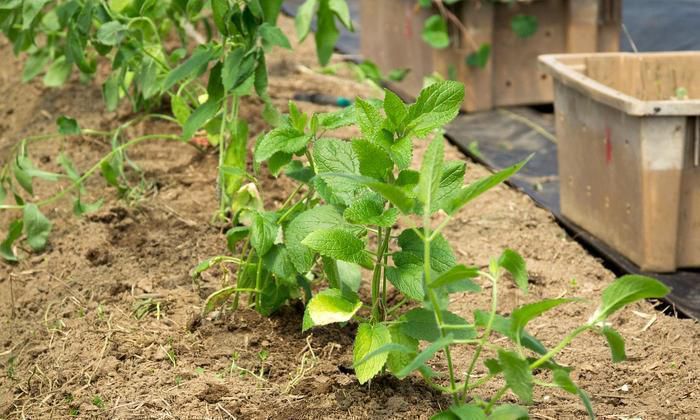 Як вирощувати стахіс та чим він може бути корисний. Цю рослину можна самостійно вирощувати та вживати у їжу.