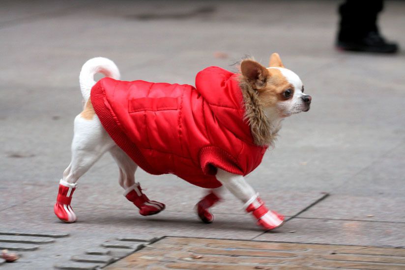 Поради ветеринарів: чи потрібно одягати собаку в холодну пору року. Наша турбота про вихованців часто виходить їм боком.