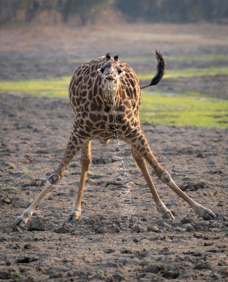 У Мережі з'явилися світлини жирафа, який досить цікаво намагається втамувати спрагу. Фотограф зробив світлини жирафа і показав, як складно йому пити воду.