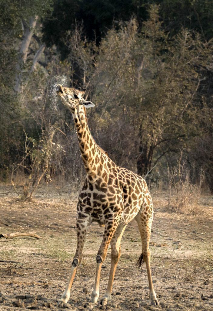 У Мережі з'явилися світлини жирафа, який досить цікаво намагається втамувати спрагу. Фотограф зробив світлини жирафа і показав, як складно йому пити воду.