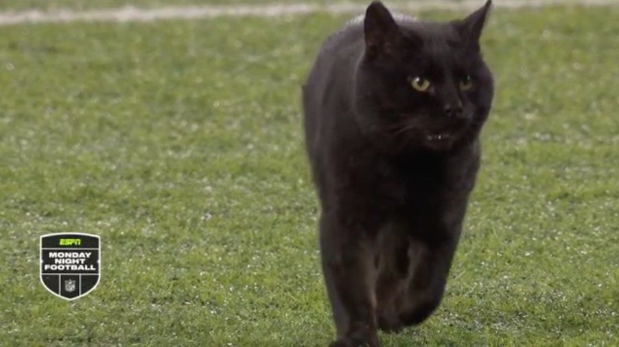 Кіт вискочив на поле під час футбольного матчу та відзначитися найвищій оцінці коментатора. Хоч якесь розмаїття!