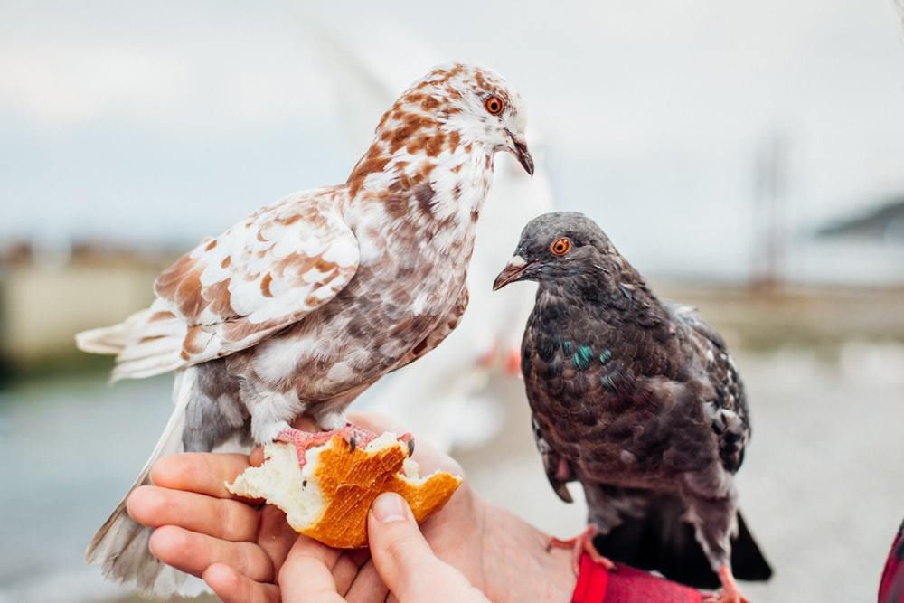 Інфекціоністи застерігають: чому не можна годувати голубів на вулиці. Орнітологи називають кілька основних причин, щоб відмовитися від підгодовування голубів.