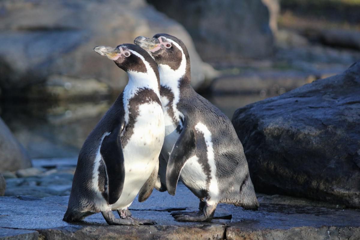 Пінгвіни-геї стануть батьками вдруге. Вони вже висиділи одне залишене яйце.