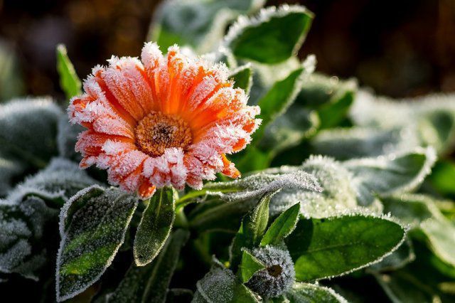 Ці 10 рослин квітнуть навіть у листопаді, а тому прикрашатимуть ваш сад до настання холодів. Деякі рослини можуть квітнути навіть у листопаді.