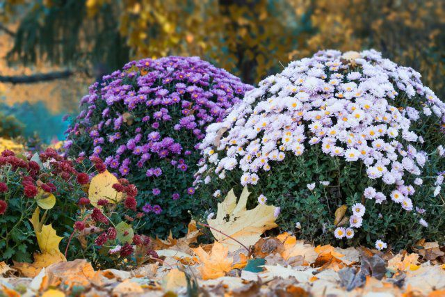 Ці 10 рослин квітнуть навіть у листопаді, а тому прикрашатимуть ваш сад до настання холодів. Деякі рослини можуть квітнути навіть у листопаді.