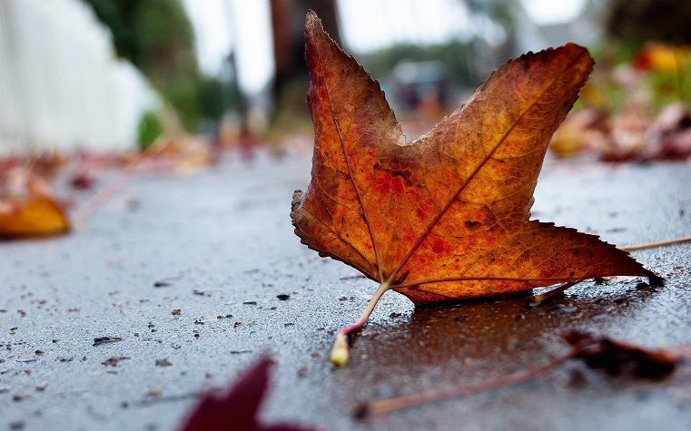 7 листопада в Україні очікується похолодання і дощі. Температура знизиться в середньому до +10 градусів.
