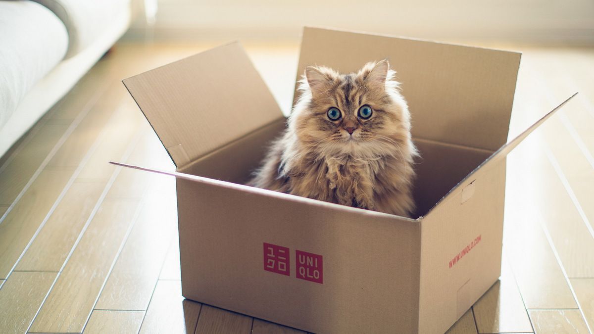 Як уникнути стресу у кішки під час переїзду. Переїзд — велике випробування для кішки. Як зробити так, щоб він пройшов спокійно для вашої пухнастої улюблениці.