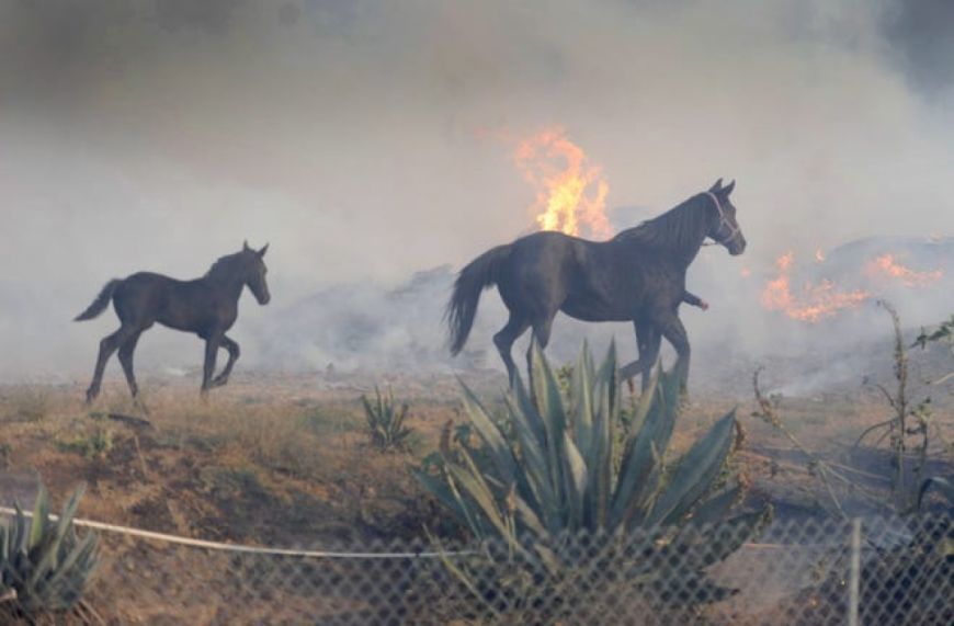 Кінь повернувся на палаюче ранчо, щоб врятувати свою сім'ю: відео. Інтернетом розійшлося відео, на якому відважний кінь рятує свою сім'ю з пожежі в Каліфорнії.