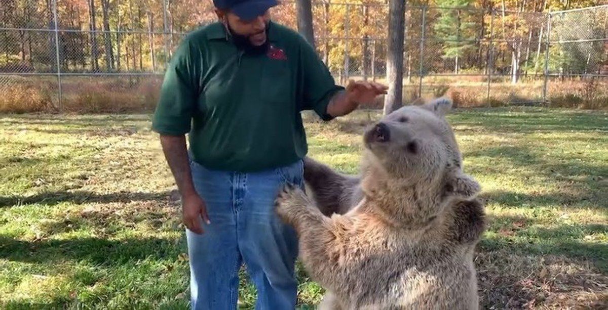 Відео: ведмедиця Соня зустріла чоловіка, який піклувався про неї у дитинстві. Дуже зворушливе відео!