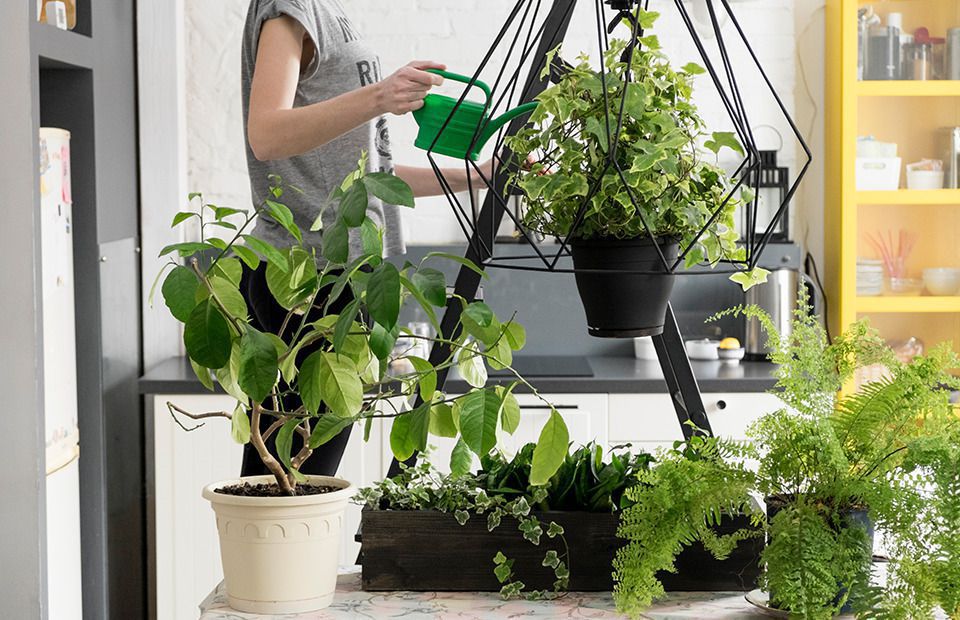 Американські вчені розвіяли міф про кімнатні рослини, які очищують повітря. Вчені зробили висновок, що всупереч поширеній думці, кімнатні рослини не очищують повітря у квартирі.
