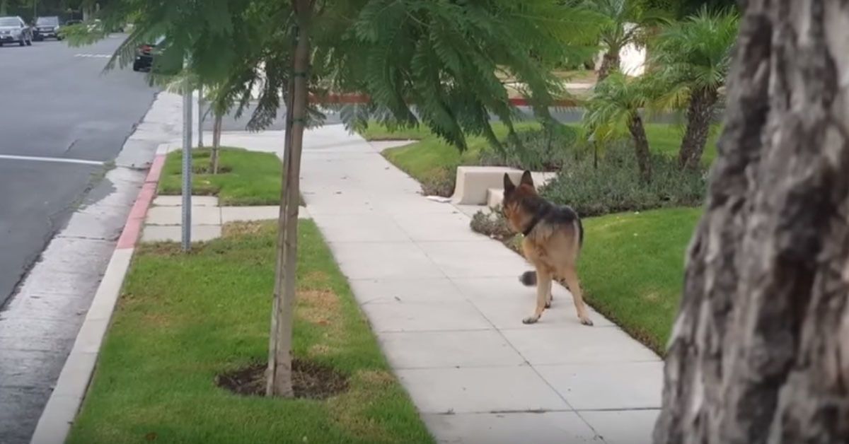 Господар сховався від свого пса, щоб той почав його шукати: відео. Стало навіть шкода собаку!