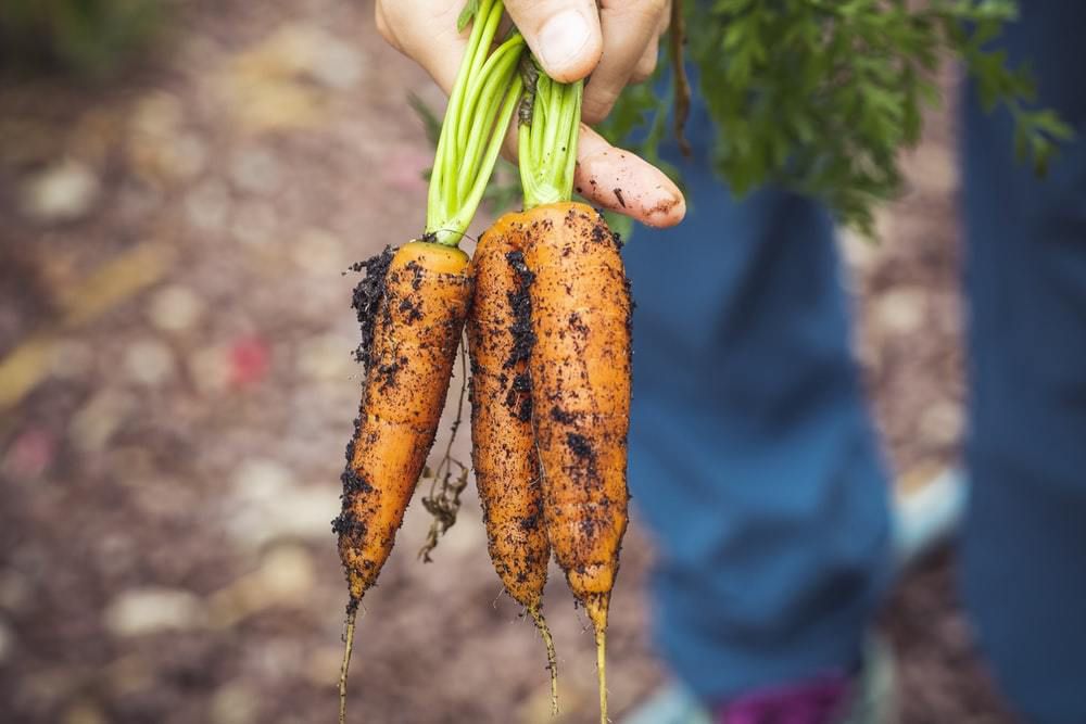 Як правильно посіяти моркву