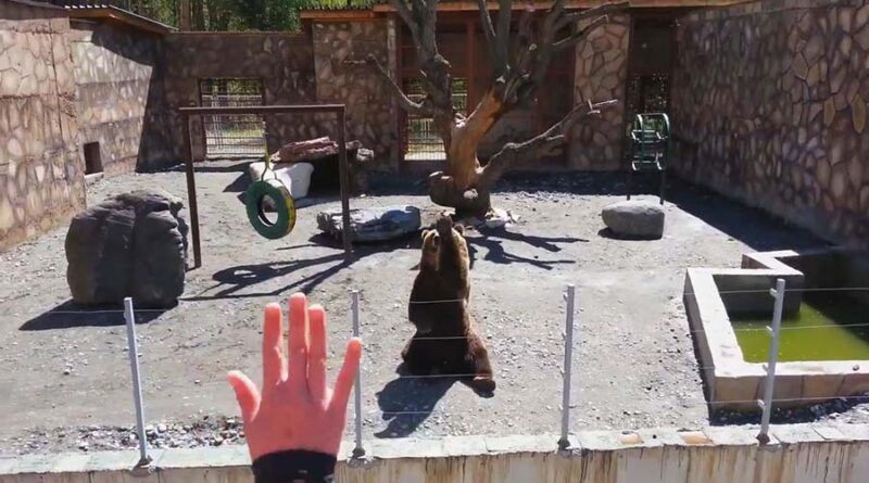 Ведмедик у зоопарку вітається з відвідувачами, махаючи їм лапою. Відвідувач зоопарку був приголомшений після того, як помахав великому бурому ведмедю, а той приязно помахав йому у відповідь.
