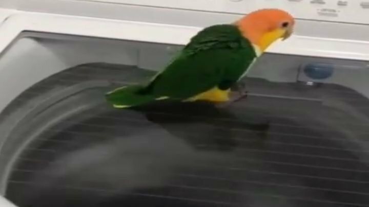Відео з папугою, якому запаморочила голову пральна машина. Тут ніхто б не встояв!