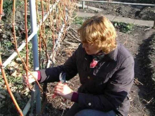 Правила осінньої обрізки винограду. Обрізку винограду треба проводити щорічно, щоб потім не довелося боротися з п'ятиметровими лозами.