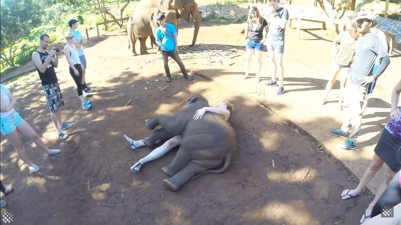 Слоненя думає, що воно — кошеня: дивіться кумедне відео. Маленьке слоненя вважає себе домашньою твариною і падає на ручки туристів.