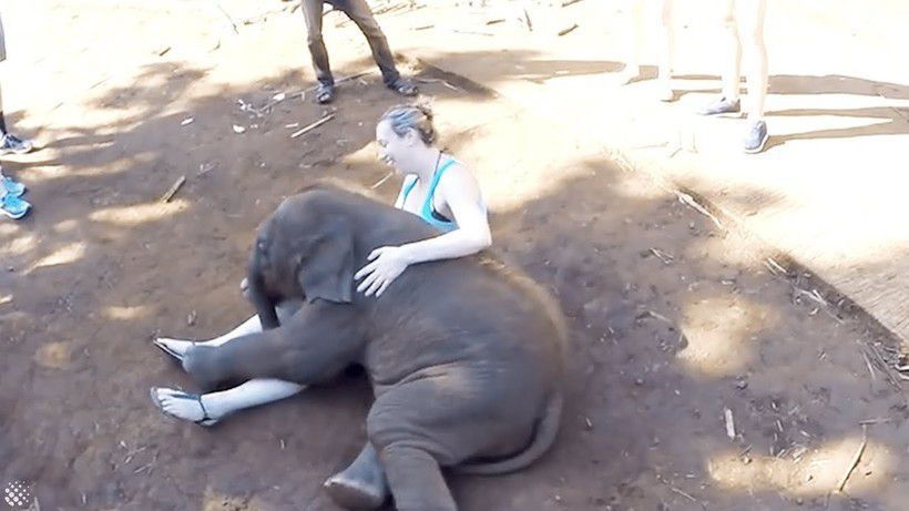 Слоненя думає, що воно — кошеня: дивіться кумедне відео. Маленьке слоненя вважає себе домашньою твариною і падає на ручки туристів.