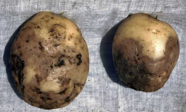 Картопля: про які хвороби розкажуть бульби. Урожай давно прибраний, саме час починати його перебирати. Благо, бульби можуть самі підказати, що вашій картоплі треба.