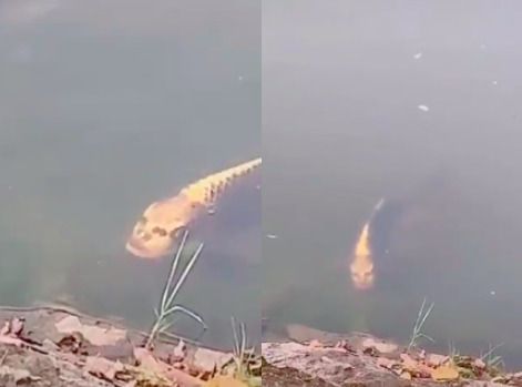 У Китаї зняли на відео рибу з «людським обличчям». На запису видно, що очі і ніс риби схожі на людські.