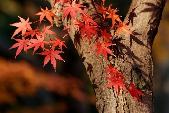 Ці декоративні чагарники і дерева з червоним листям можна посадити у себе на дачі. Дерева та чагарники з червоним листям будуть оригінальною прикрасою вашої дачної ділянки.