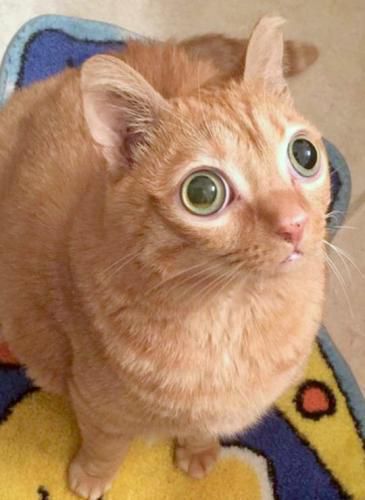 У кота такі великі очі, що від його погляду неможливо відірватися. Люди щоразу дивуються, коли бачать вихованця.