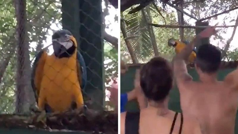 Папуга приєднався до бразильської вечірки і виконав кумедний танець — відео. Житель Ріо-де-Жанейро зняв на відео танець у виконанні папуги.