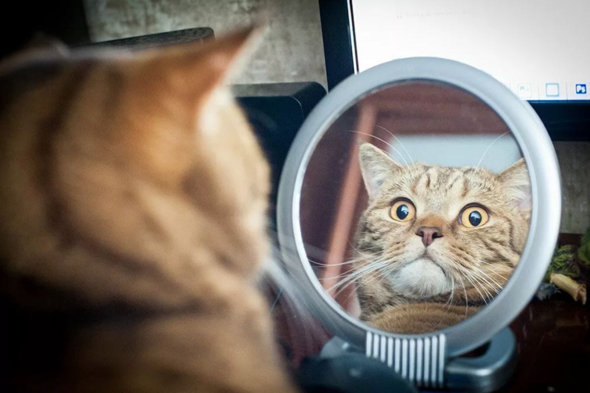 Чому більшість дорослих кішок до власного відображення в дзеркалі абсолютно байдужі. Що бачать тваринки в дзеркалі.