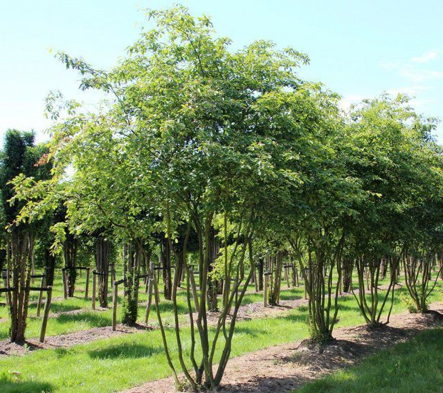 Багатостовбурні дерева та кущі у дизайні саду. Такі рослини теж успішно використовуються для оформлення саду.