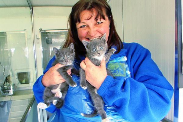 Жінка відмовилася від престижної роботи заради бездомних кішок. Зараз вона керує філіями організації по всій Великобританії.