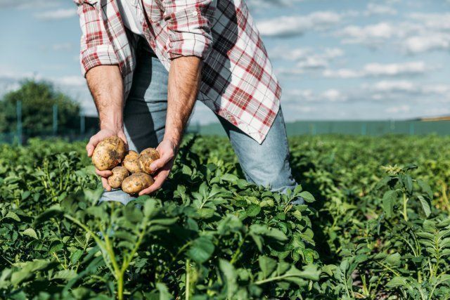 Ці 6 міфів про органічне землеробство повністю перевернуть ваше уявлення про нього. Навколо такого типу землеробства є багато міфів, які варто розвіяти.