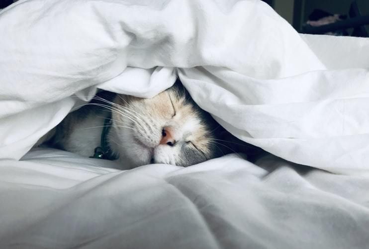 Чому коти полюбляють спати з господарем. Цікаві причини цього явища.