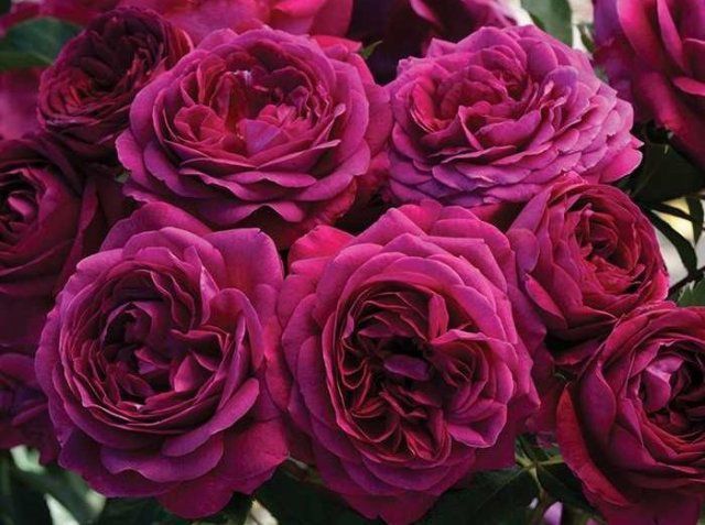 На ці 10 популярних сортів троянд садівник-початківець обов'язково має звернути увагу. Вирощування троянд краще починати саме з цих 10 сортів.