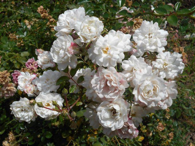 На ці 10 популярних сортів троянд садівник-початківець обов'язково має звернути увагу. Вирощування троянд краще починати саме з цих 10 сортів.
