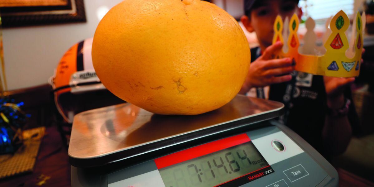 Гігантський грейпфрут, вирощений американським подружжям, потрапив у Книгу рекордів Гіннесса. Фрукт одночасно побив два рекорди — по вазі й по діаметру.