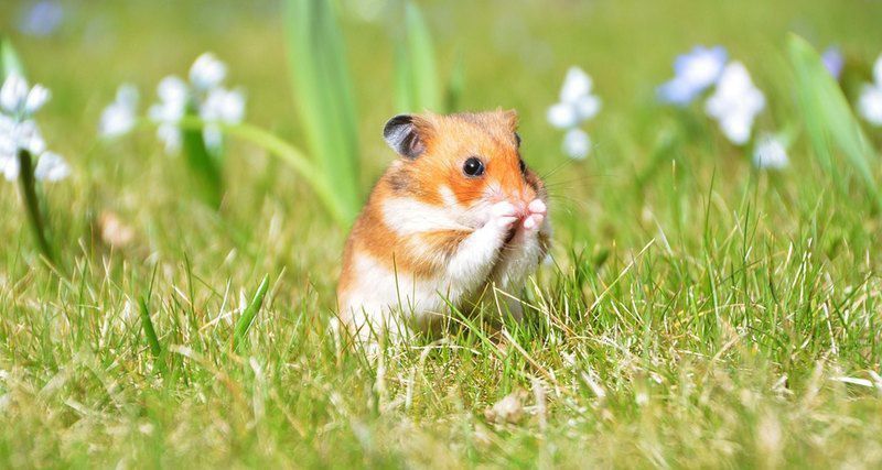 Вчені виявили хижу поведінку у гризунів. 80% польових мишей люблять пополювати на комах.