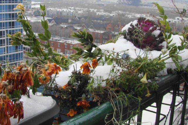 Що робити восени з рослинами, які знаходяться на балконі. Такі рослини мають пережити зиму, тому про них варто подбати.