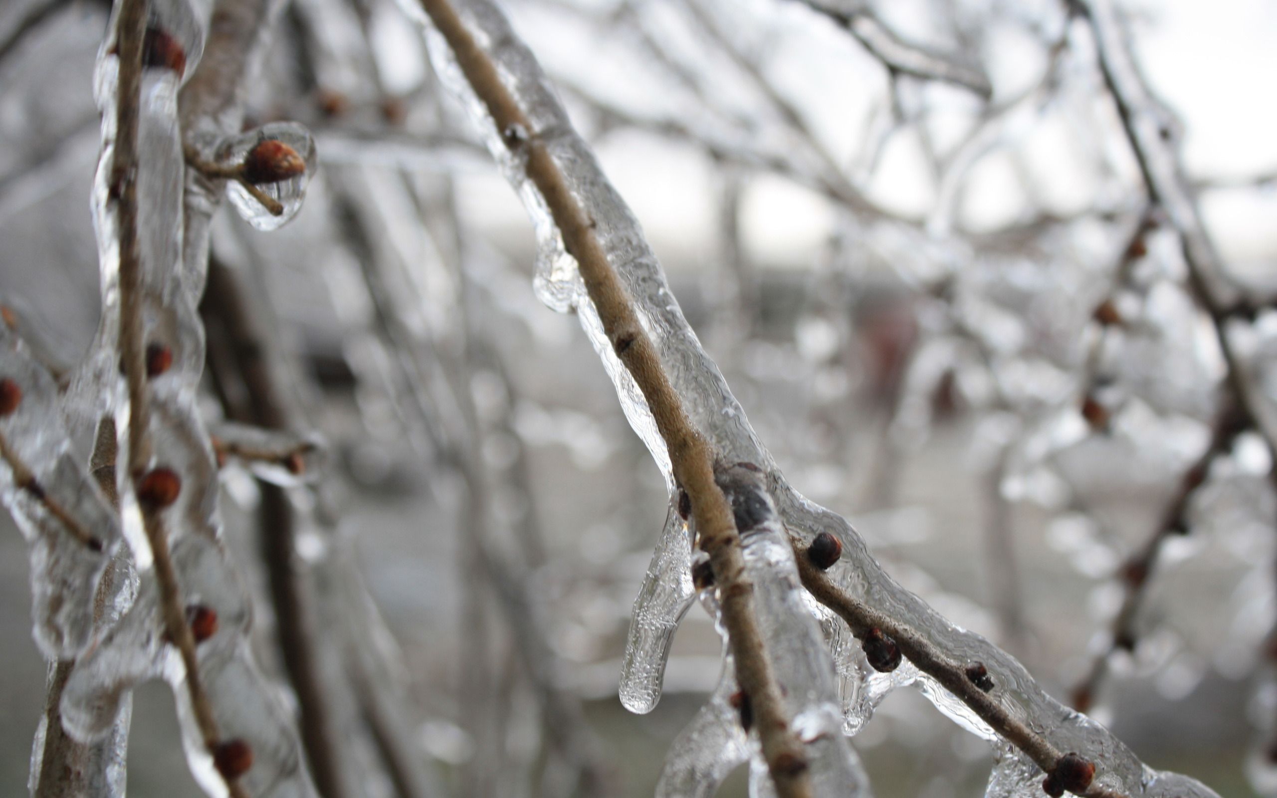 Підмерзло плодове дерево: що робити. Як врятувати підмерзле дерево.