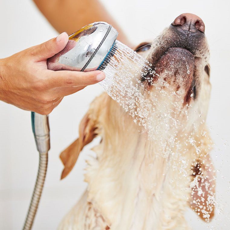 Чоловік вирішив помити свого пса, але випадково переплутав шампунь з фарбою для волосся. Тепер собака схожий на прибульця з далеких світів.