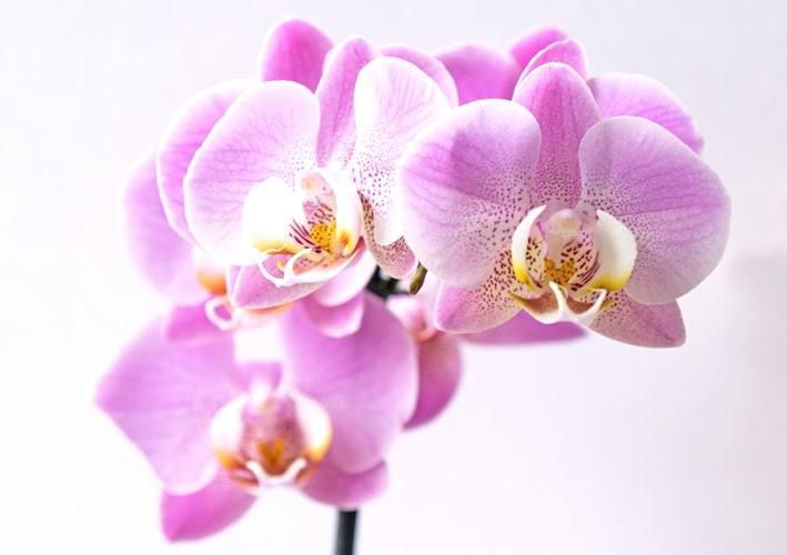 5 помилок новачків у догляді за орхідеєю. Дотримуйтесь простих правил догляду за орхідеєю — і рослина буде тішити вас рясним цвітінням.