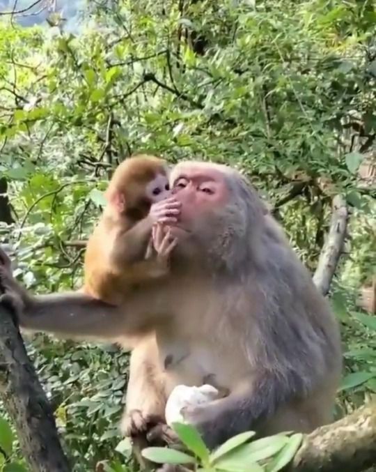 Все як у людей: зворушливе відео, в якому малюк мавпи показує велику любов до мами. Такий милий малюк.
