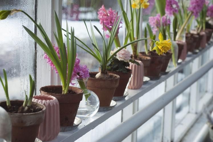 Вирощування гіацинтів до свят в домашніх умовах. Порадуйте близьких на свята яскравими квітами.