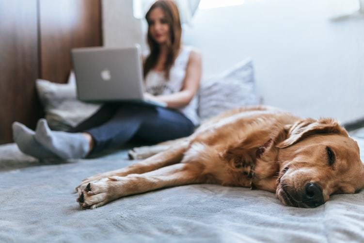 Як стресовий стан людини може вплинути на собаку. Домашні улюбленці гостро реагують на коливання настрою своїх господарів.